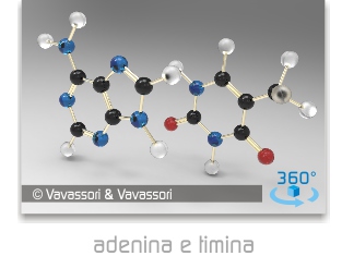 molecole di adenina e timina