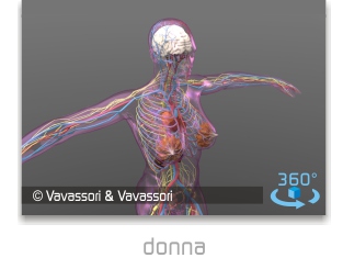 donna, sistema circolatorio, scheletrico e nervoso